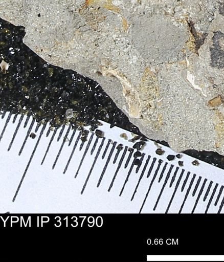 undet. Mollusca