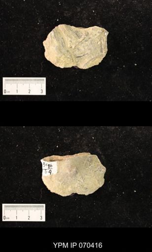 Heliolites nucella