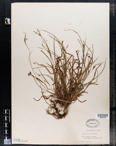Carex digitalis