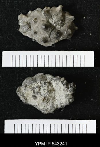 Gennaeocrinus variabilis