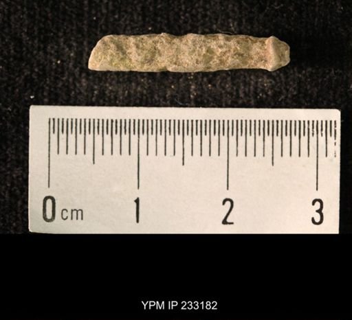 Archaeocidaris sp.