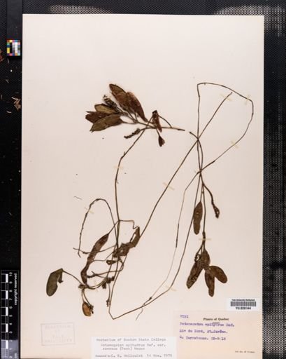 Plantae
