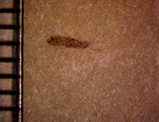 undet. Hexapoda