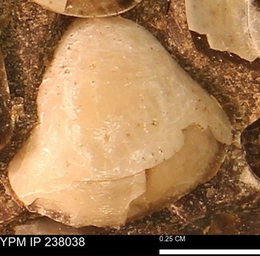 Protocardia subquadrata