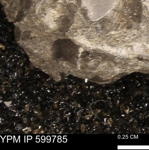 Protocardia subquadrata
