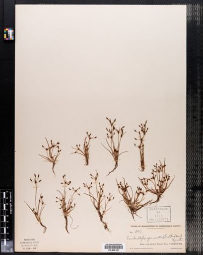 Fimbristylis autumnalis