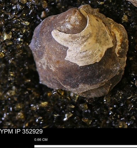 Limopsis striatopunctatus