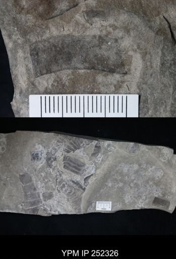 undet. Eurypterida