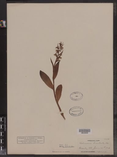 Habenaria bracteata
