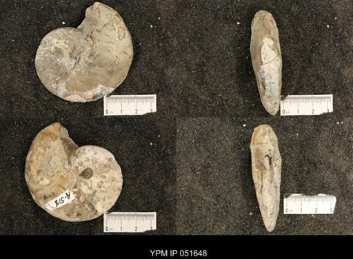 Hoploscaphites nicolletii