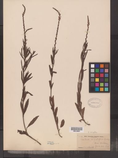 Verbena simplex