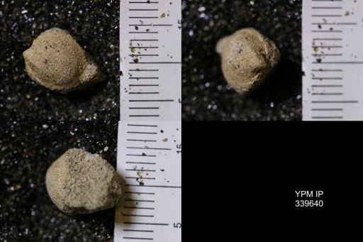Cardium whitei