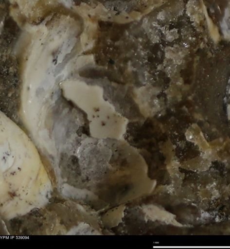 Corbulamella gregaria
