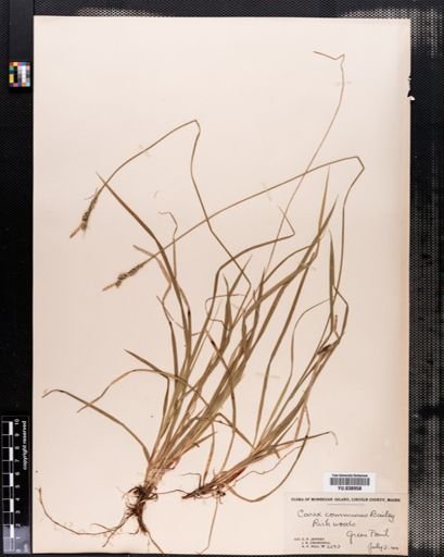 Carex communis