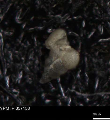 undet. Foraminiferida