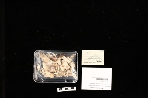 Malacochersus tornieri