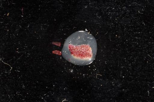 Schizoporella cornuta?