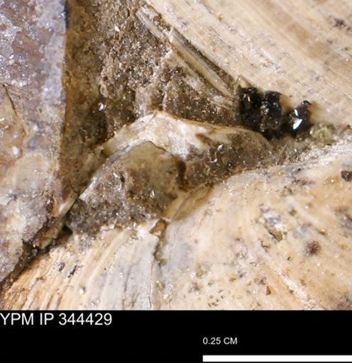 Limopsis striatopunctatus