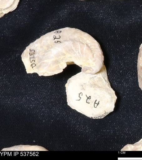Gryphaea mucronata