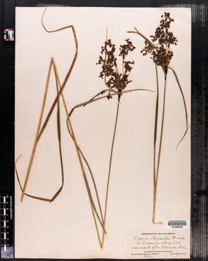 Scirpus atrocinctus
