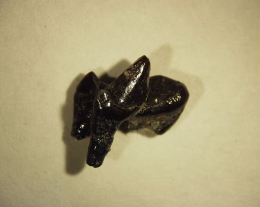 Viverravidae