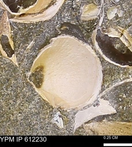 undet. Bivalvia