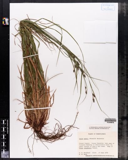 Carex swanii