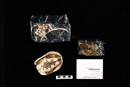 Platysternon megacephalum