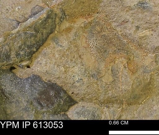 undet. Mollusca