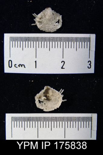 Chonosteges sp.
