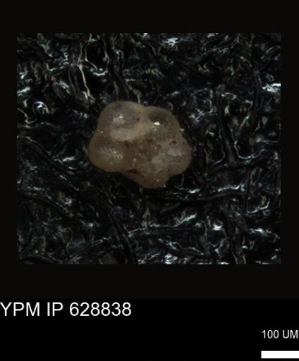 undet. Foraminiferida