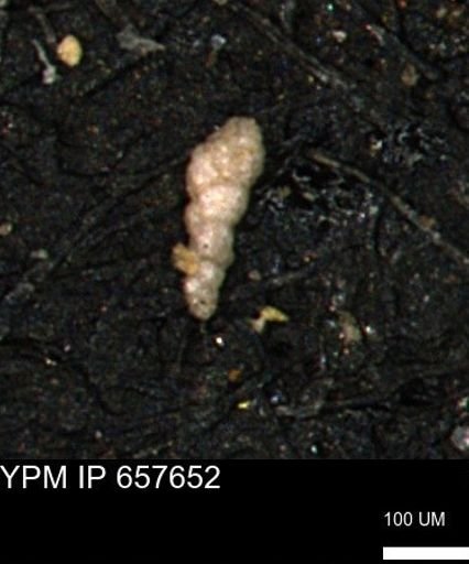 Verneuilinoides kansasensis