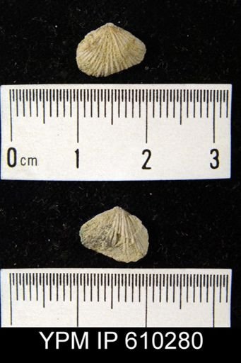 Atrypa sp.