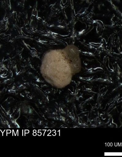 undet. Foraminiferida