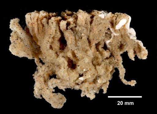 Aplidium pellucidum