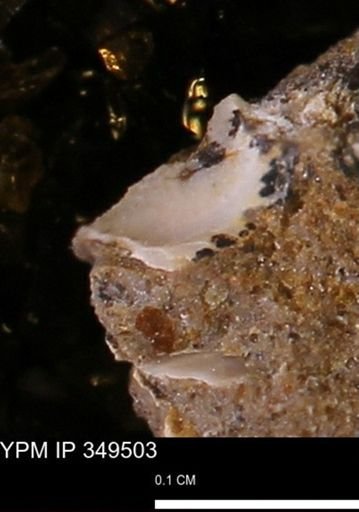 undet. Mollusca