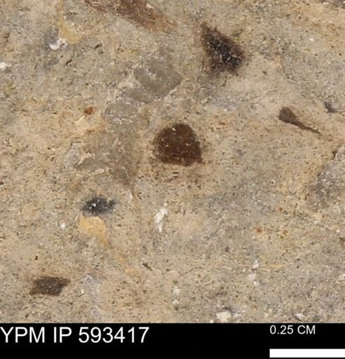 taxon undetermined