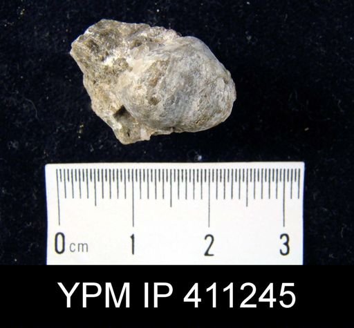 Marginifera splendens