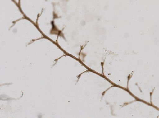 Plumularia