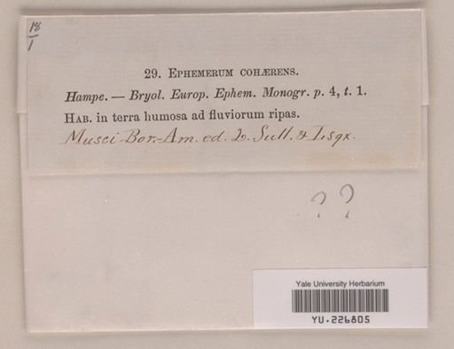 Ephemerum cohaerens