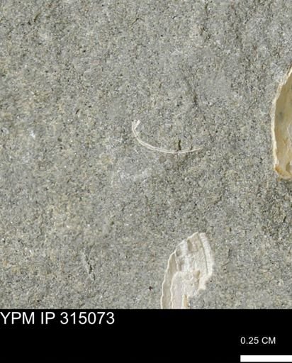 undet. Bivalvia