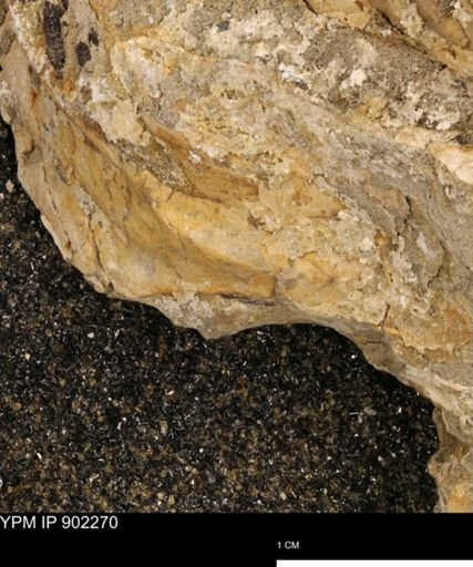 undet. Mollusca