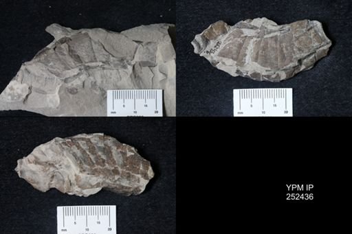 undet. Eurypterida