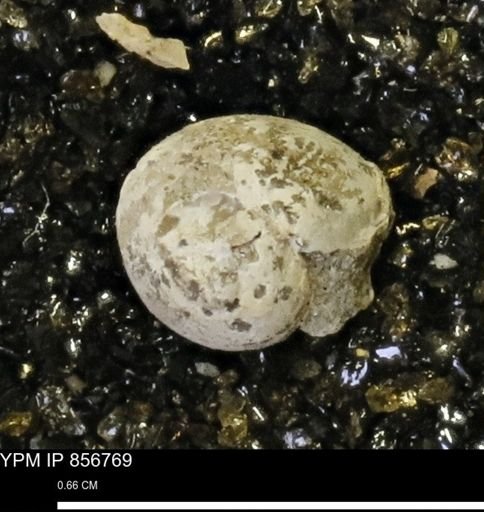 Euspira sp.