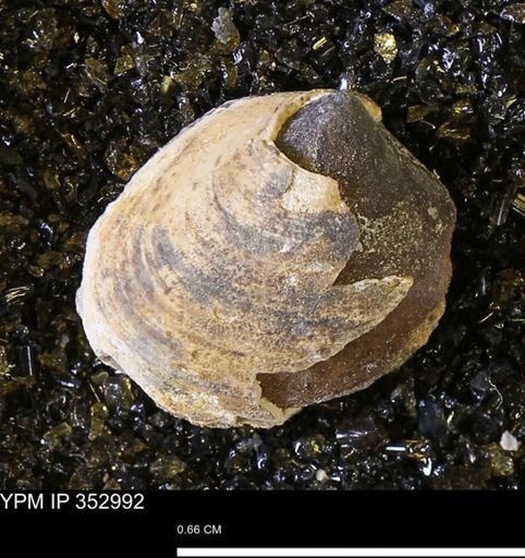 Limopsis striatopunctatus