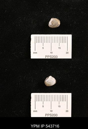 Protocardia sp.