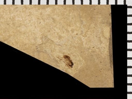 undet. Diptera