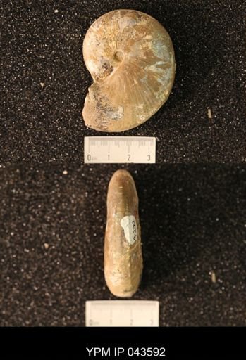 Hoploscaphites nicolletii