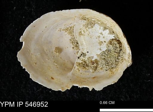 Crepidula fornicata