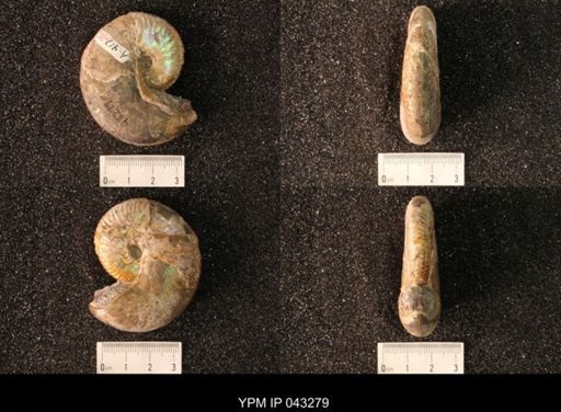 Hoploscaphites nicolletii